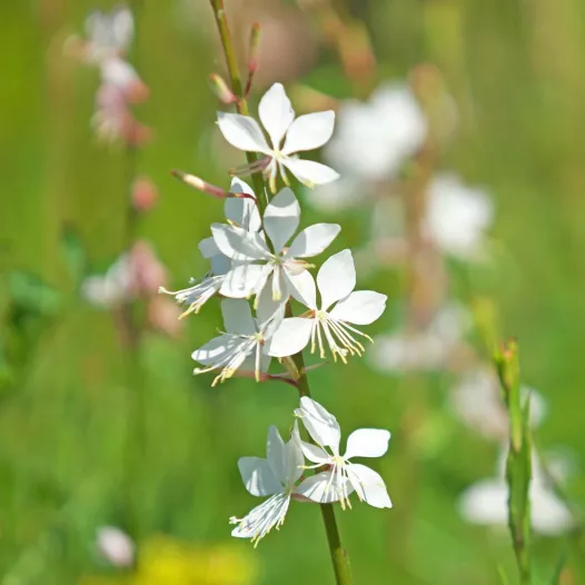 Semences biologiques et reproductibles de Gaura blanc Lindheimeri
