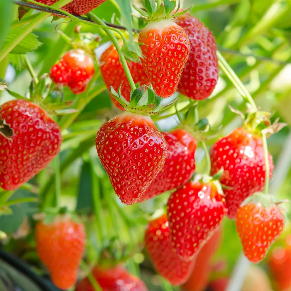 Fraisier Gariguette Fragaria x ananassa Gariguette