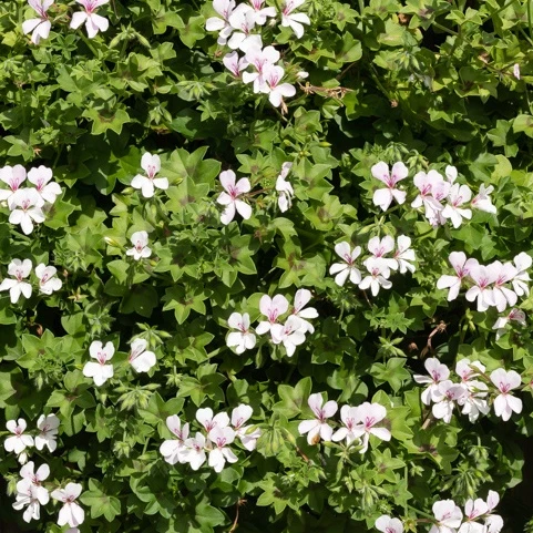Géranium lierre blanc Pelargonium peltatum