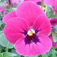 Pensée à grandes fleurs - Le pack de 10 plants