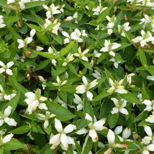 2 Garvineas jaunes Chelone obliqua alba