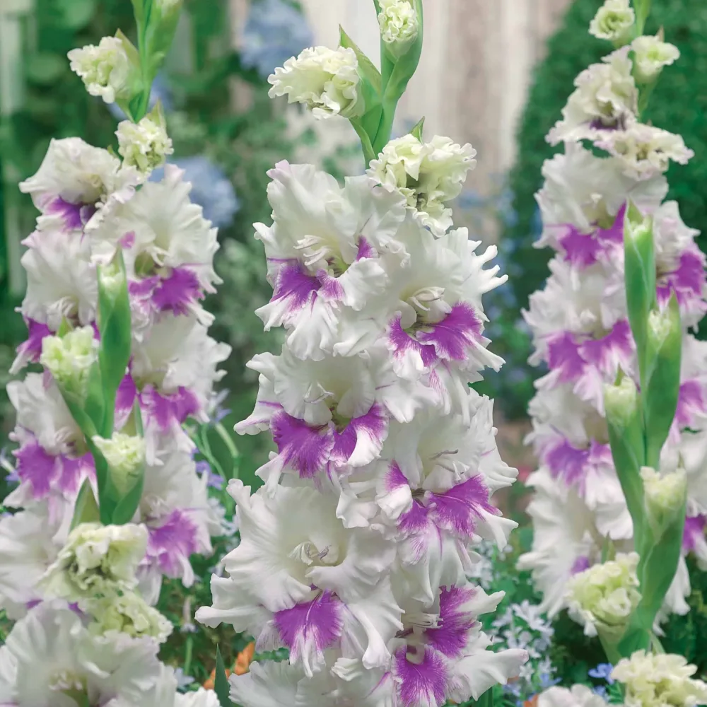 10 Glaïeuls Perroquet Kirov Gladiolus kirov