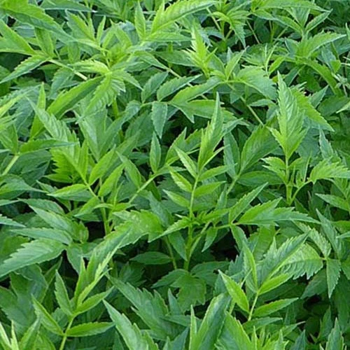 Chanvre vivace Datisca cannabina