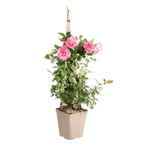 Rosier grimpant. Le pot de 9 litres