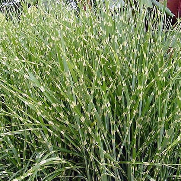 6 x Roseau de Chine 'Zebrinus' – Miscanthus sinensis 'Zebrinus', godet 9cm x 9cm