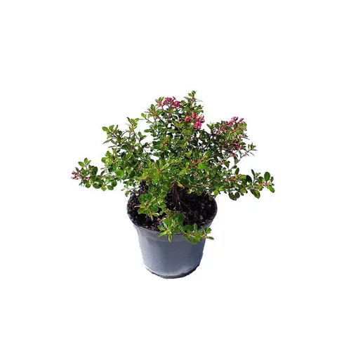 Escallonia en pot de 3 litres