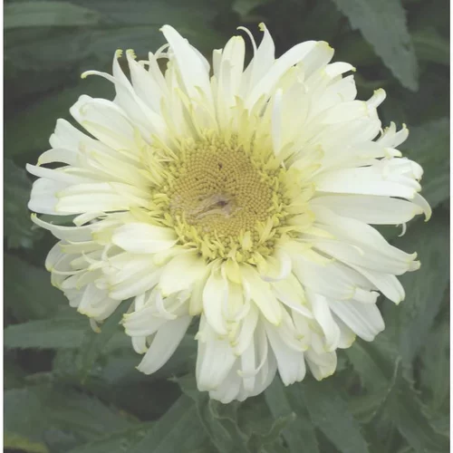 marguerite d'ete 'real neat' - Le pot de 5 litres
