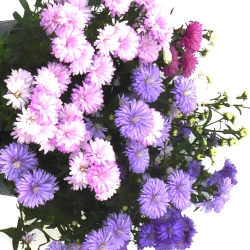 Aster Arlequin. Le pot de 3 litres