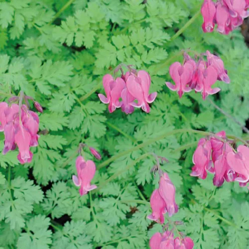 Dicentra Luxuriant - Le pot de 9 x 9 cm