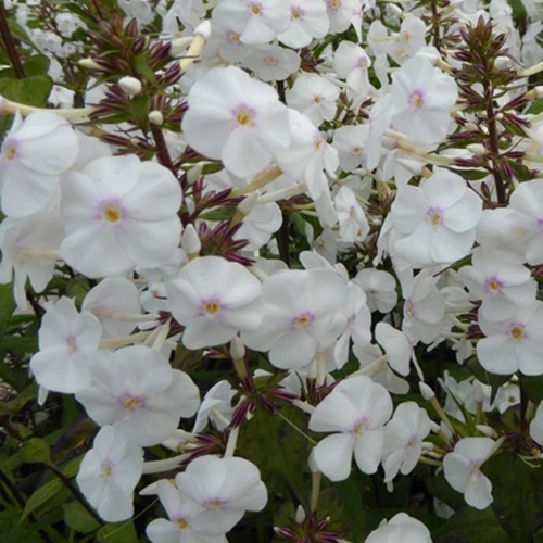 Phlox maculé Schneelawine Phlox maculata schneelawine