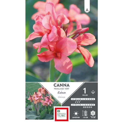 Canna haut Extase rose Ernest Turc - 1 bulbe