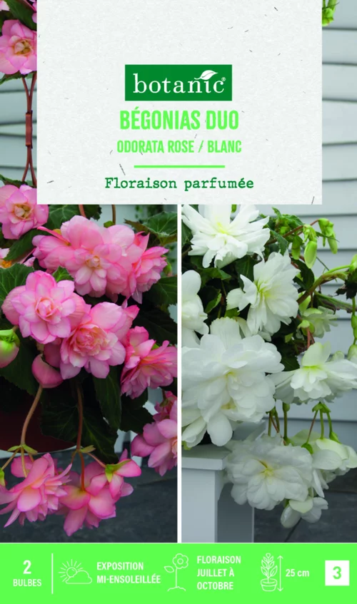 Bulbes de fleurs duo de Bégonias Odorata rose / blanc botanic® - 2 bulbes