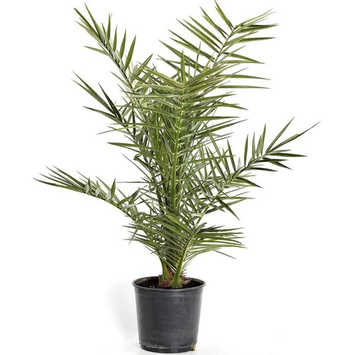 Phoenix Canariensis ou Dattier des Canaries 80/100 cm en pot de 7 L