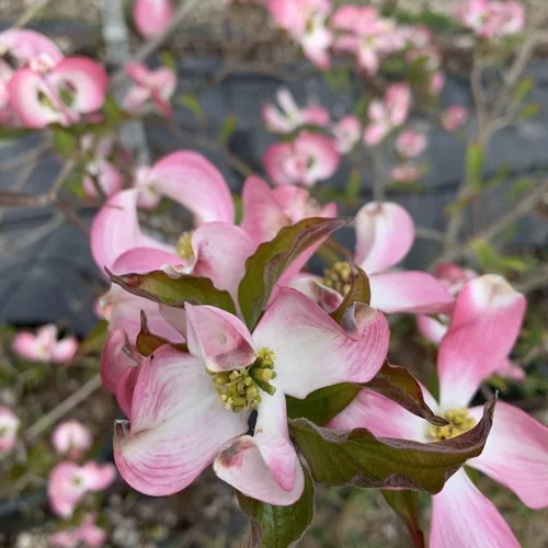 Cornus Florida Cherokee Chief. Le pot de 4 litres