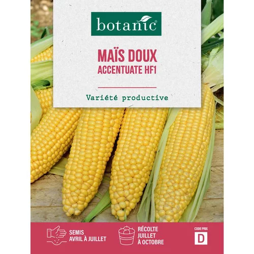 Graines de maïs accentuate hybride F1 botanic® - graines à semer
