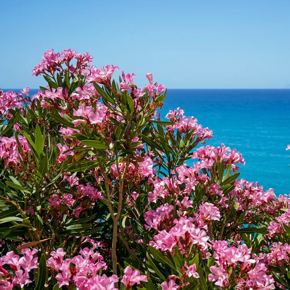 Laurier-rose Nerium oleander