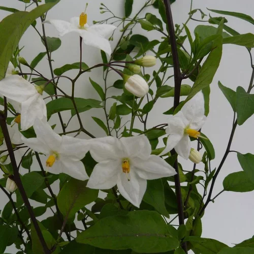 SOLANUM JASMINOIDES. Le pot de 2 litres