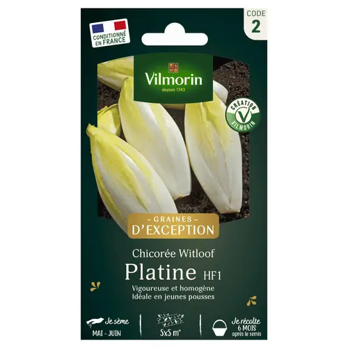Chicorée Witloof Zoom HF1 Vilmorin - graines à semer