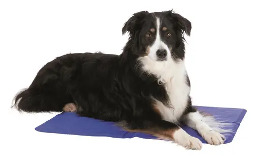 Tapis rafraîchissant pour chien coloris bleu Trixie - 40 x 50 cm