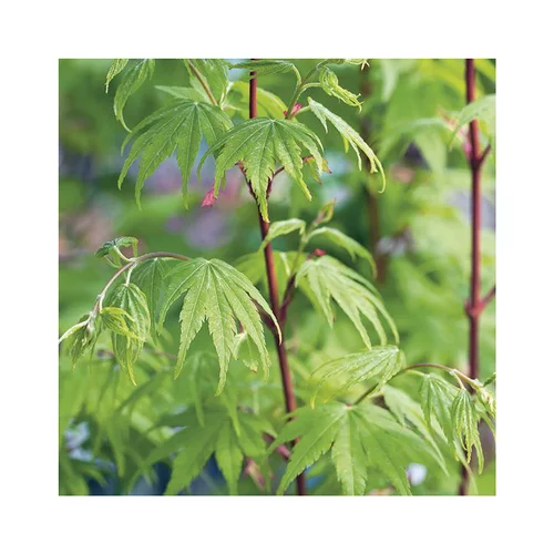 Erable du Japon (ACER PALMATUM SANGO KAKU ) Le pot de 15 litres