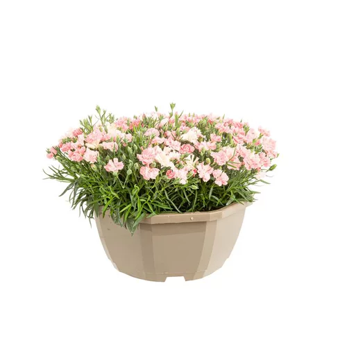 Œillet I love you - La coupe de Ø 23 cm