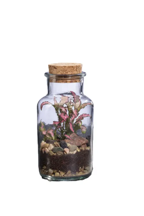 Terrarium autonome Barrate L botanic® - Ø 8,2 x 17,2 cm