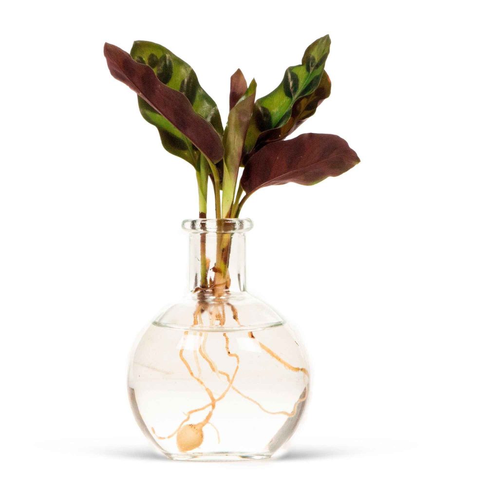 Calathea Insignis et son vase Calathea insignis