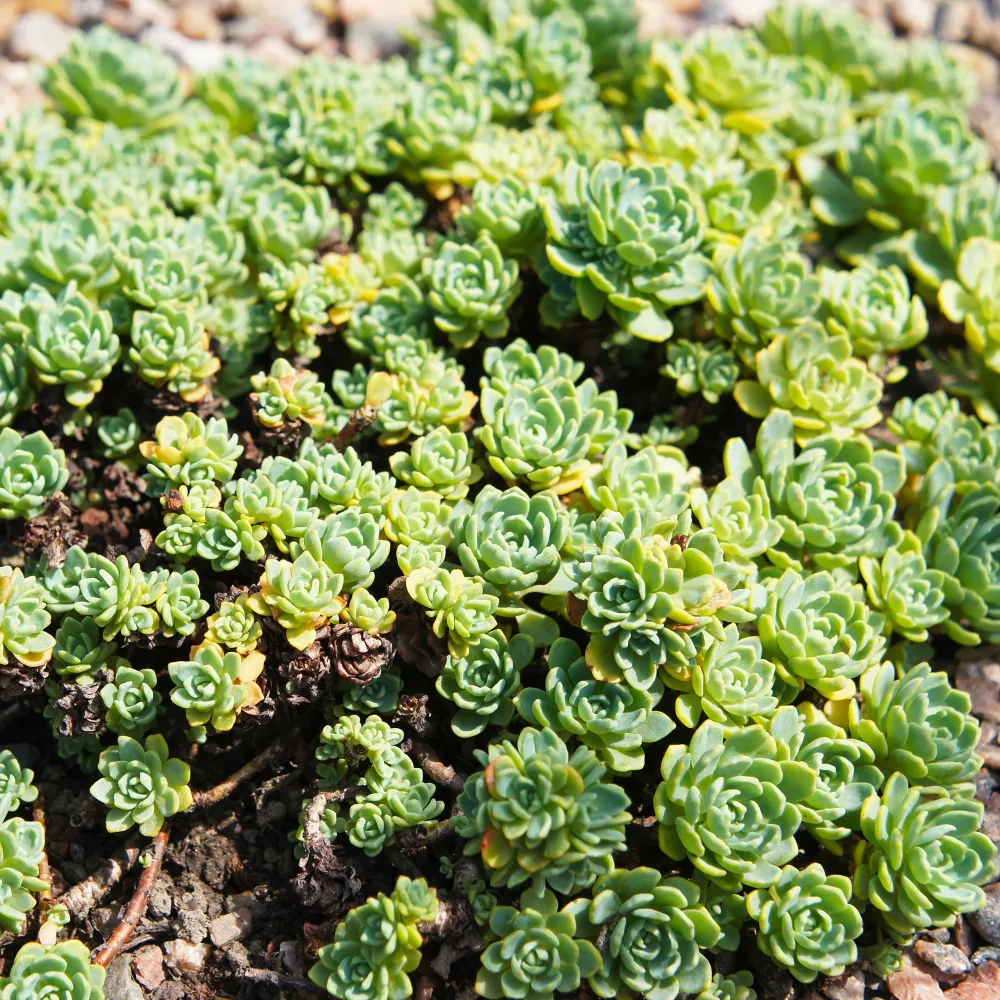 Sedum pachyclados Sedum pachyclados