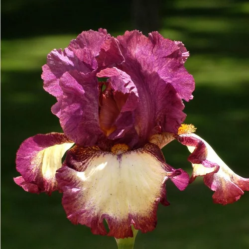 Iris des Jardins 'I'Ve Got Rhythm' - Le pot de 1 litre