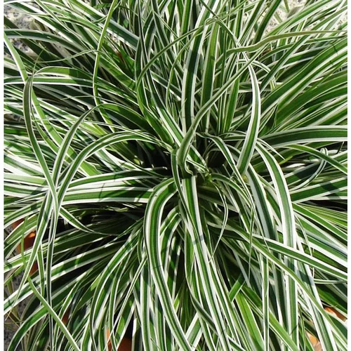 Carex Oshimensis Everest - Le pot de 4 litres