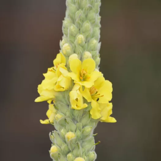 Bouillon blanc | Fleurs médicinales bio et reproductibles