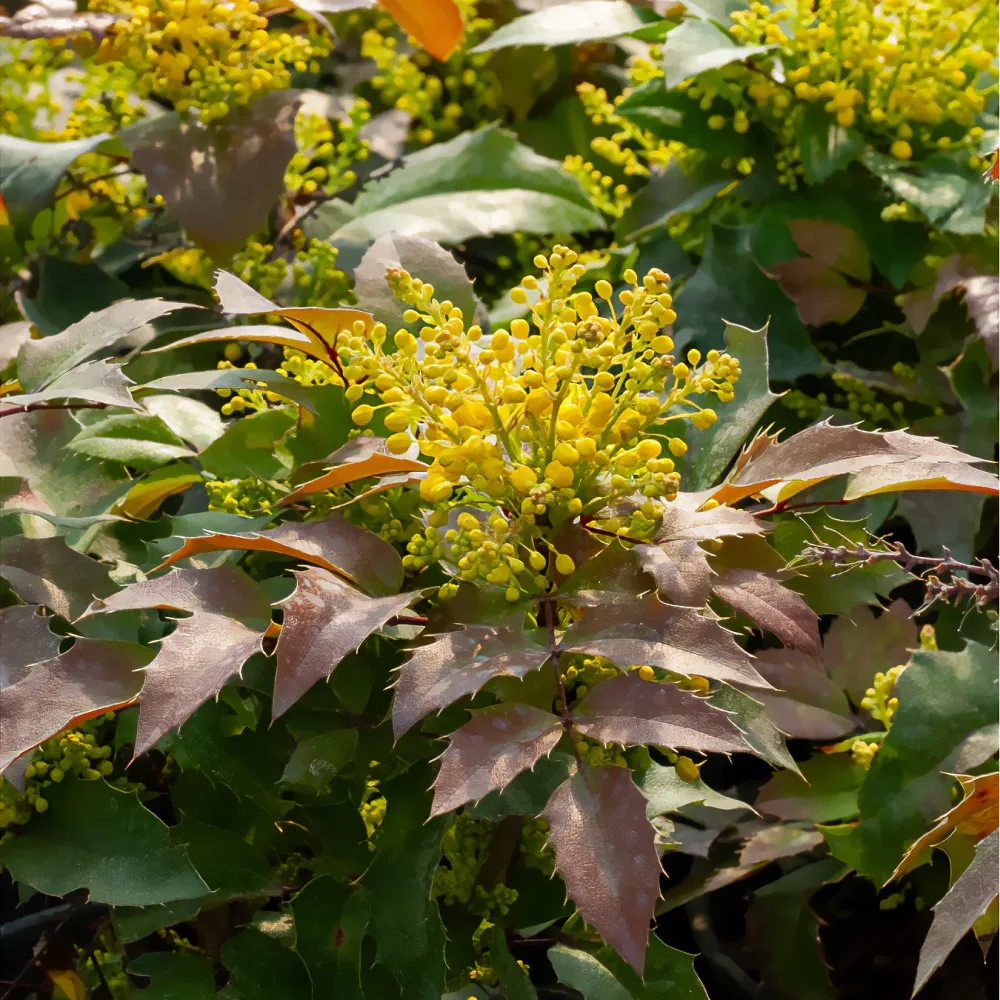 Mahonia Apollo Mahonia aquifolium Apollo