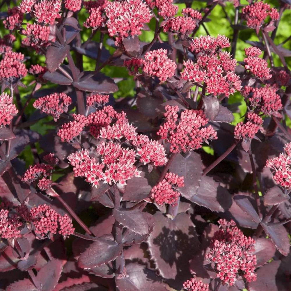 Sedum Chocolate Cherry Sedum 'chocolate cherry'