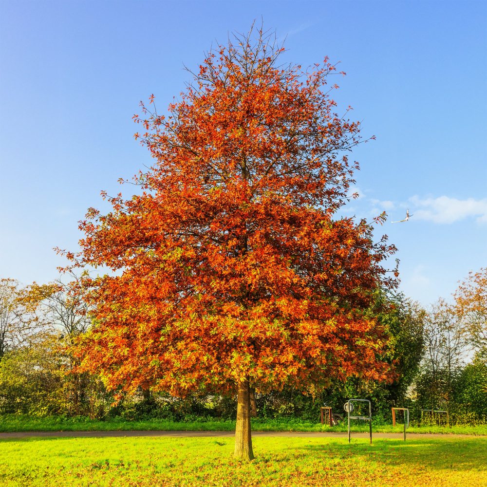 Chêne des marais Quercus palustris