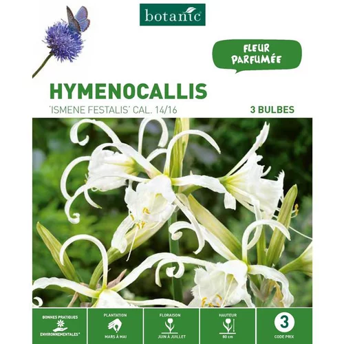 Hymenocallis Ismene Festalis blanc botanic® - 3 bulbes