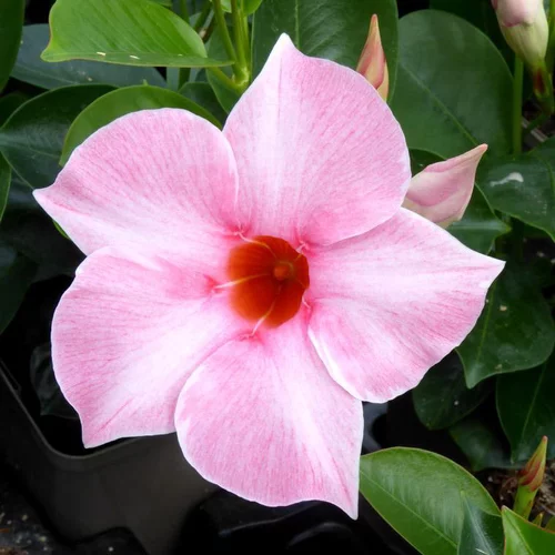 Dipladenia Tippi - Le pot de 7 litres