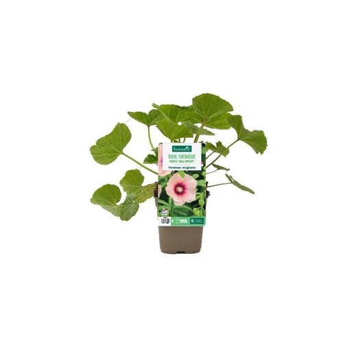Rose trémière simple ‘Halo Apricot’ - Le pot de 1 litre