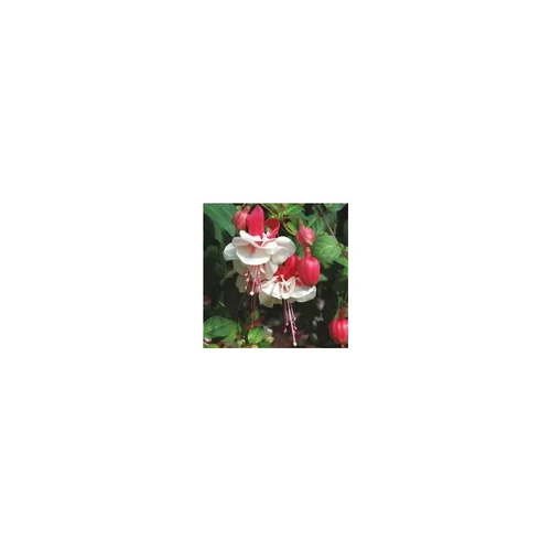 Fuchsia retombant - Le pot de 10.5 cm