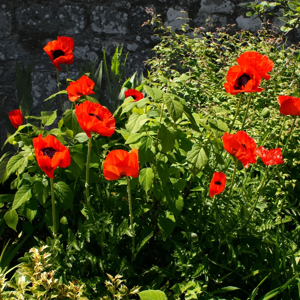 Pavot d'Orient Beauty Of Livermere Papaver orientale Beauty of Livermere