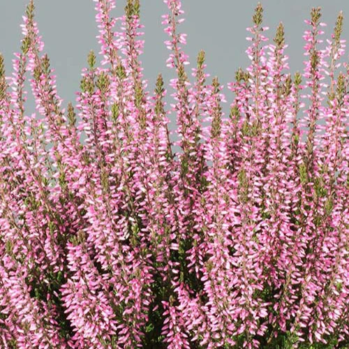 Bruyère d'été Pink Bettina Calluna vulgaris pink bettina