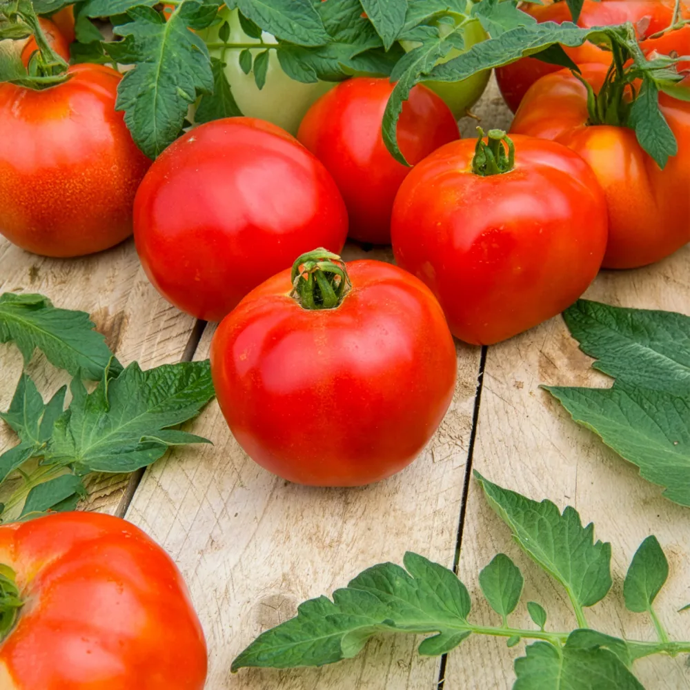 3 Plants de Tomate Pyros F1 Solanum lycopersicum Pyros F1