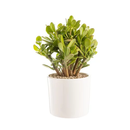 Crassula argentea en pot blanc émaillé H 10 x Ø 20 cm