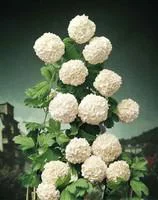Boule de neige (Viburnum Opulus Roseum) 40/60. Le pot de 4 litres