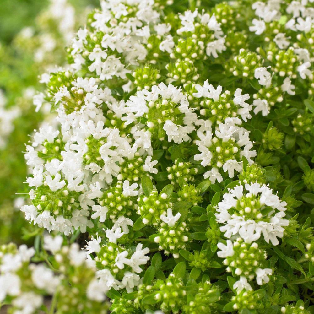 Thym précoce à fleurs blanches Thymus praecox albiflorus