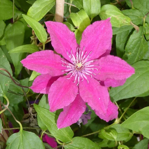 CLEMATITE VARIEE. Le pot de 3 litres