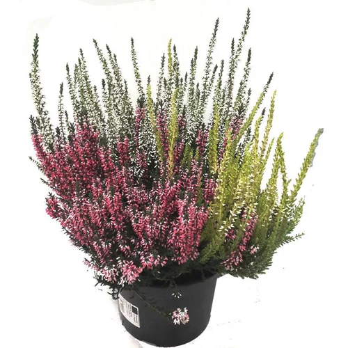 Erica Calluna Trio - Le pot de 17 cm