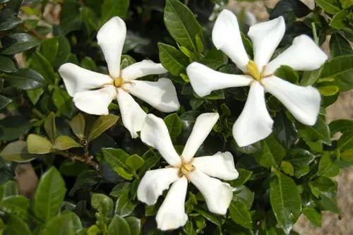 Gardénia hybride Pinwheel blanc. Le pot de 3,5 litres, forme globe