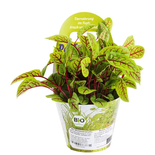 Plante Amie Des Animaux Oseille Sanguine Bio. Le pot de diamètre 11 cm
