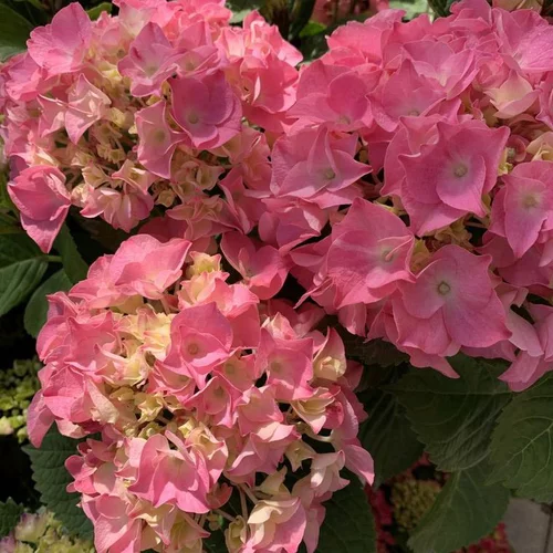 Hortensia Rose touffe. Le pot de 7,5 litres