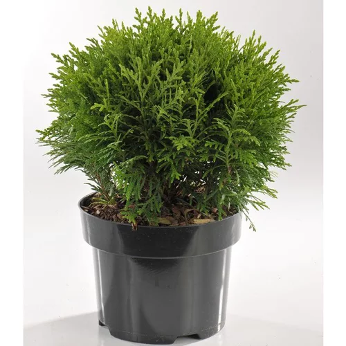 Thuya Occidentalis Danica (thuya du Canada) 30 ? 40 en pot de 5 L vert